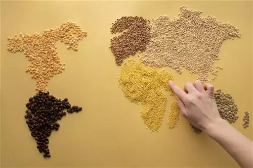 Food technologies, Anima: export a 2,72 miliardi nel primo semestre 2026, in lieve calo